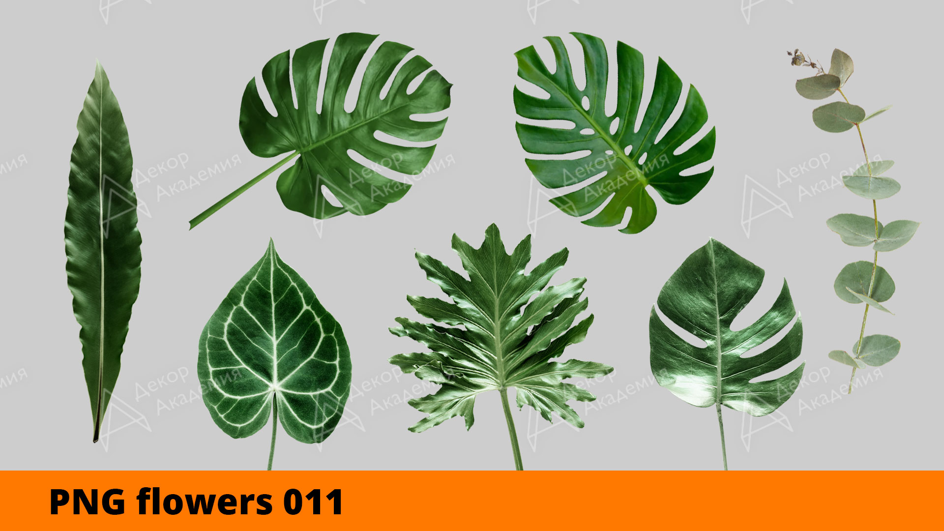 Декоративная зелень и листья без фона для работы в фотошопе (для эскизов и визуализации)