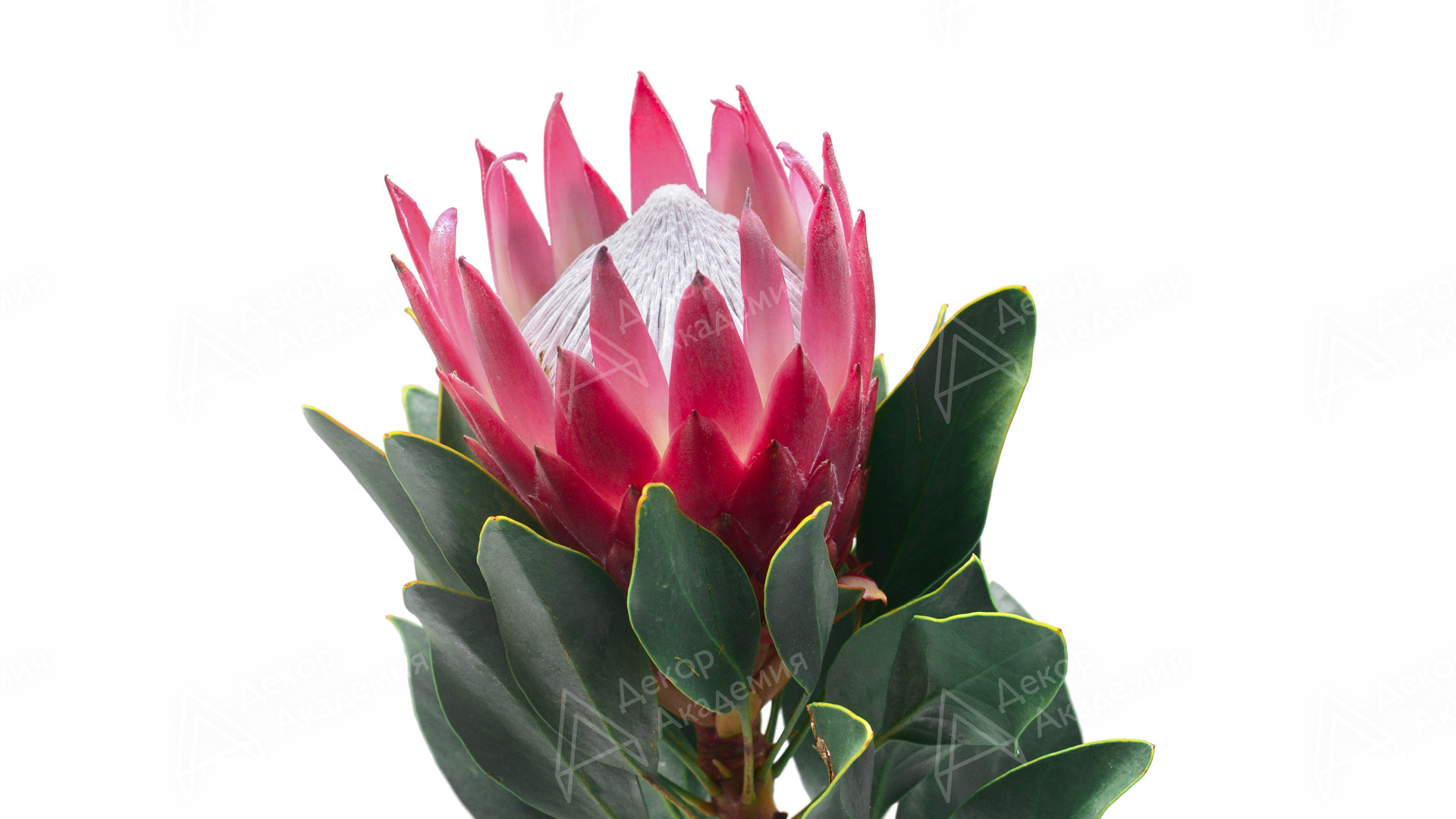 Королевская протея (Protea barbigera)