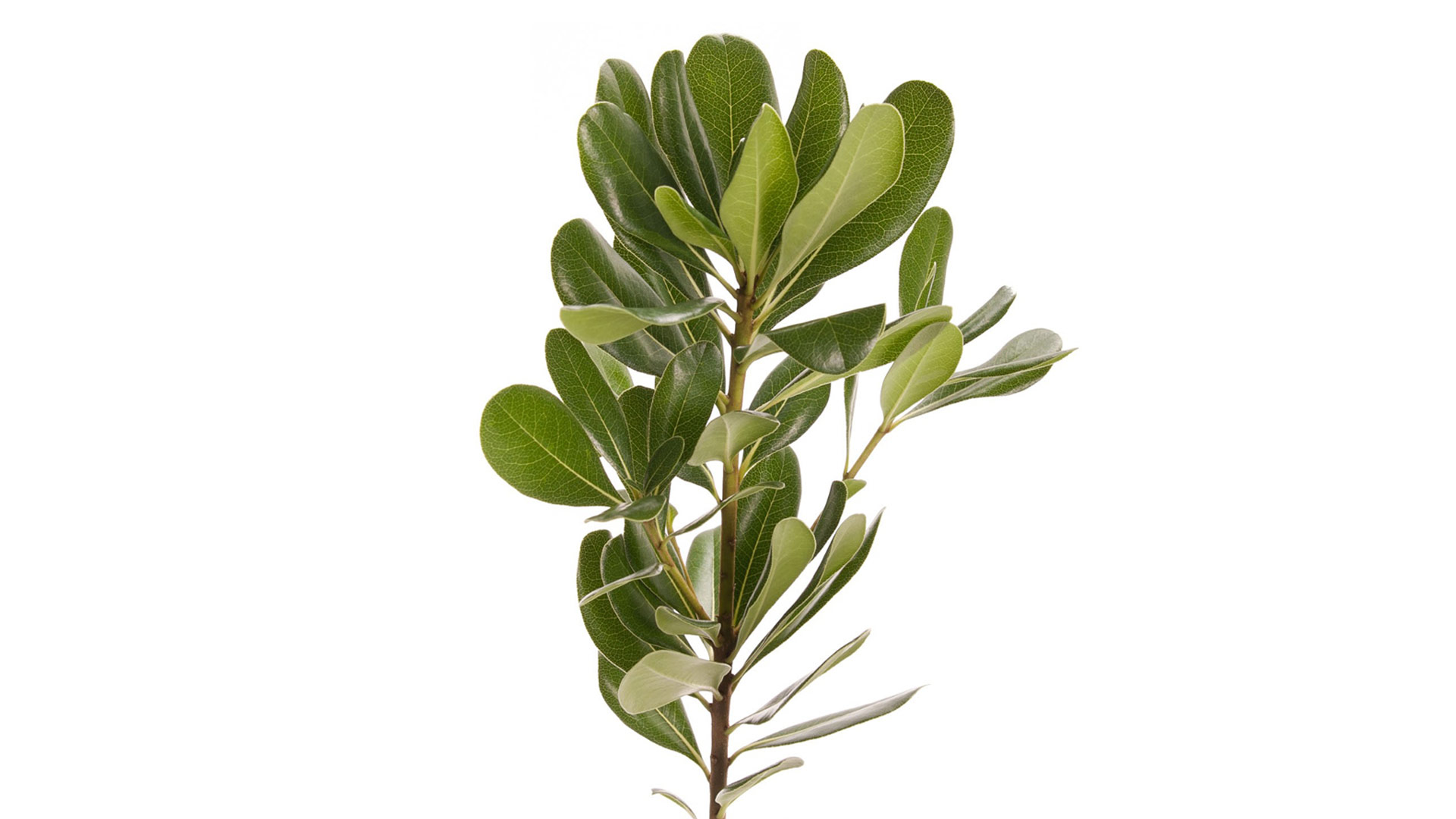 Питтоспорум обыкновенный (Pittosporum tobira)