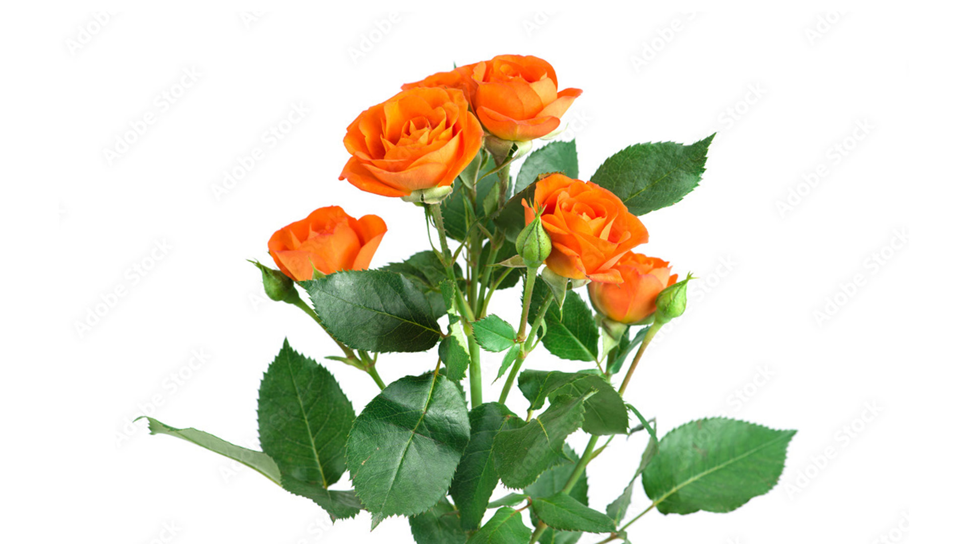 Роза кустовая (Rosa × hybrida spray)