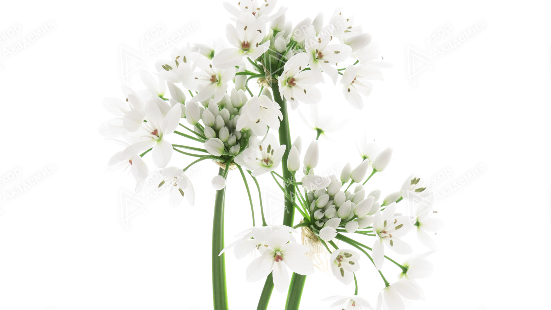 Аллиум неаполитанский (Allium neapolitanum)