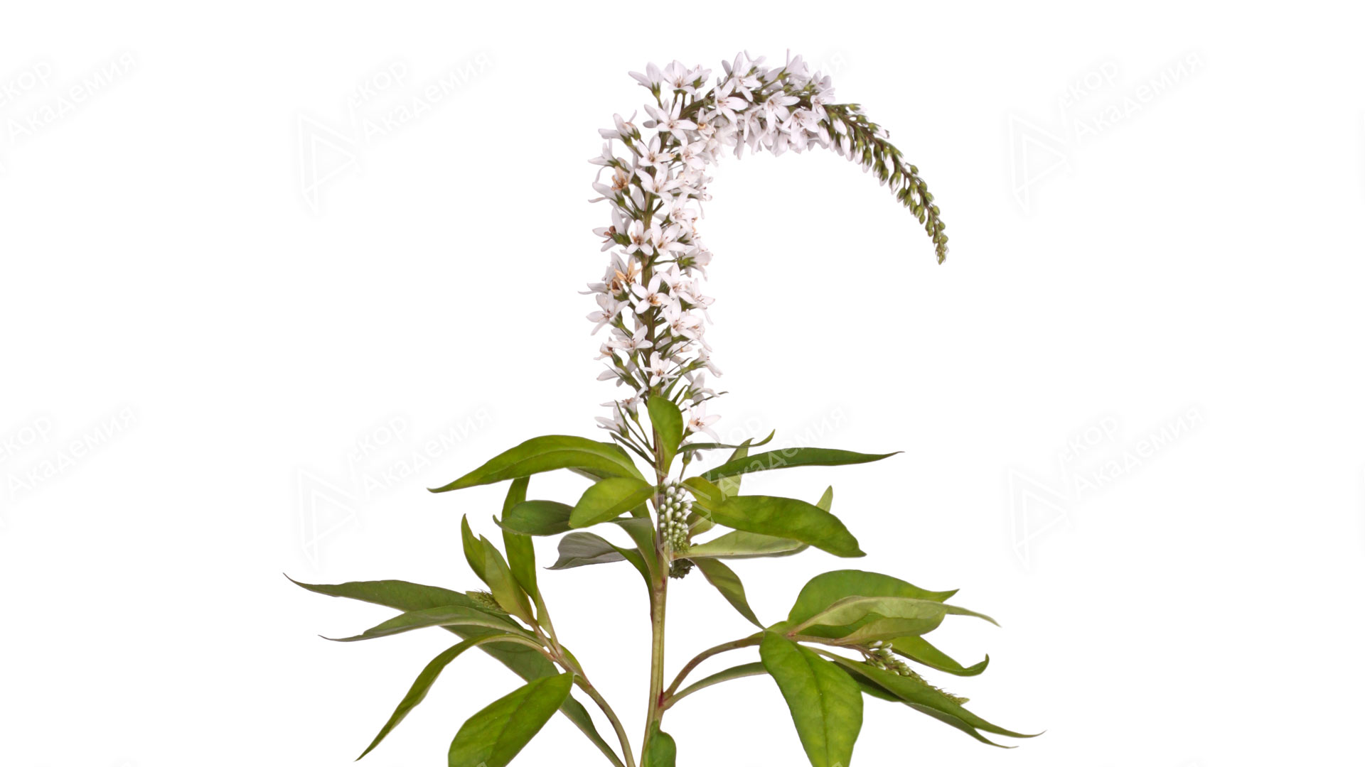 Лизимахия, вербейник (Lysimachia clethroides)