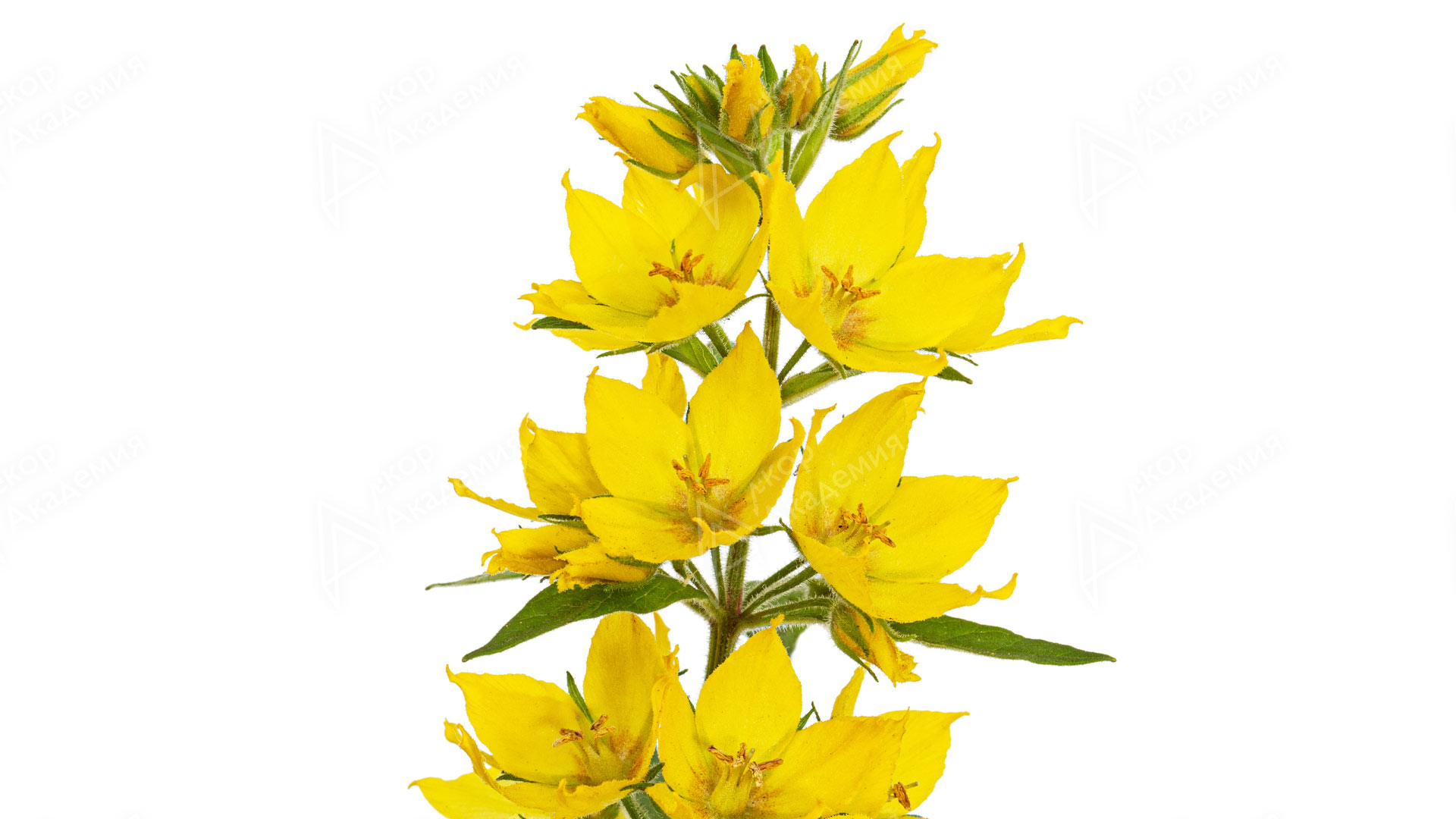 Лизимахия, вербейник (Lysimachia vulgaris)