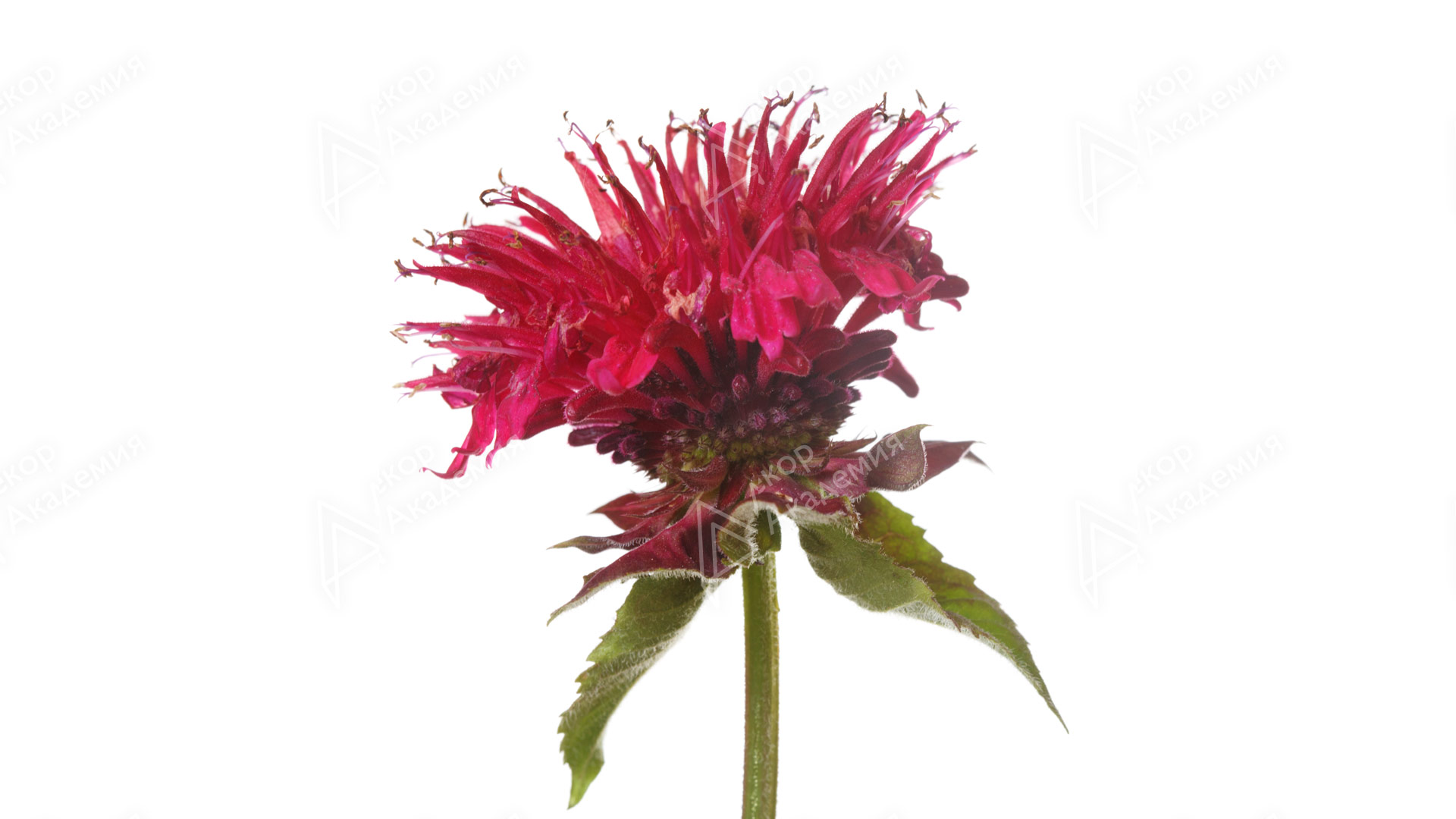 Монарда (Monarda cultivars)