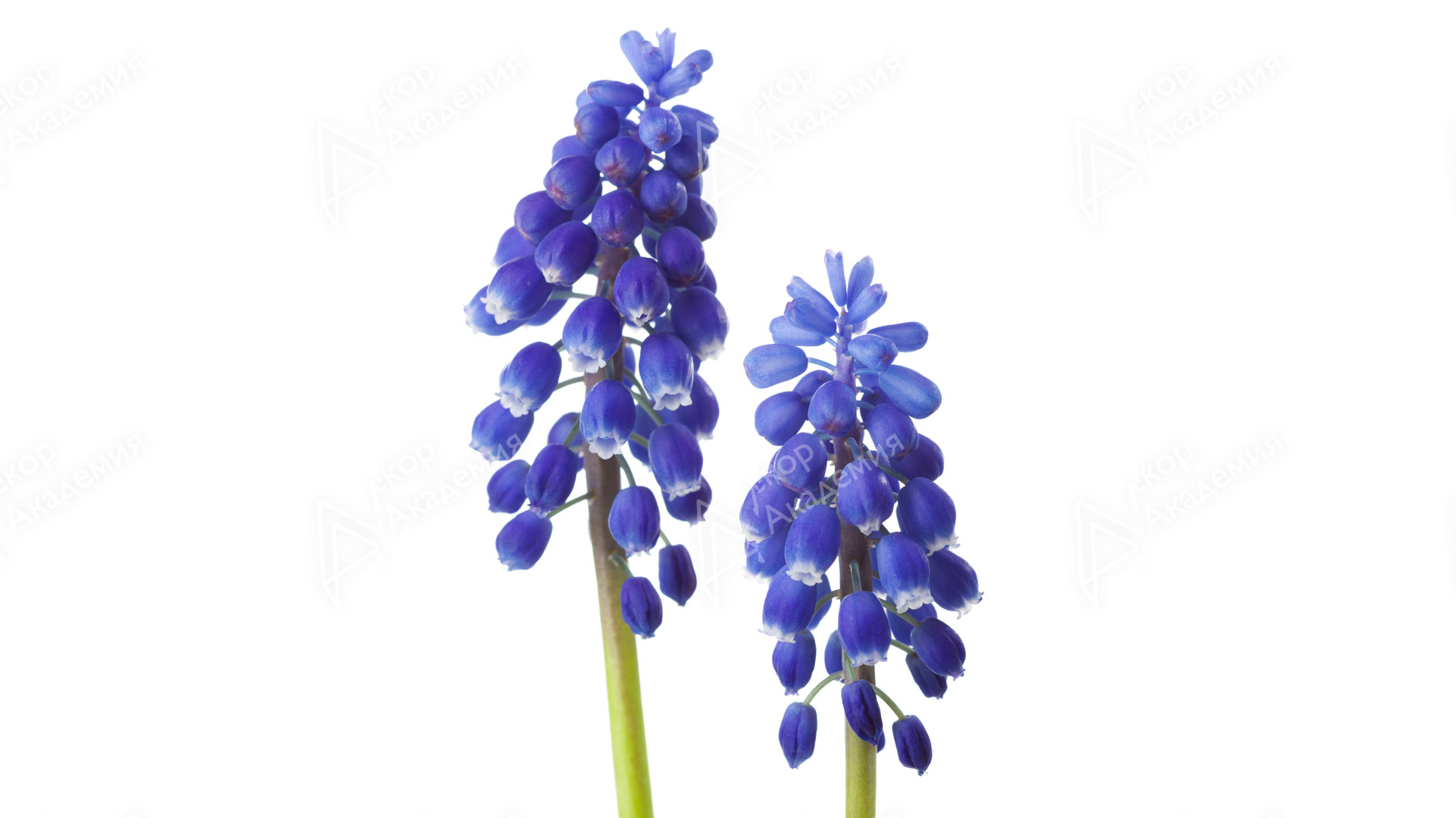 Мускари (Muscari armeniacum)