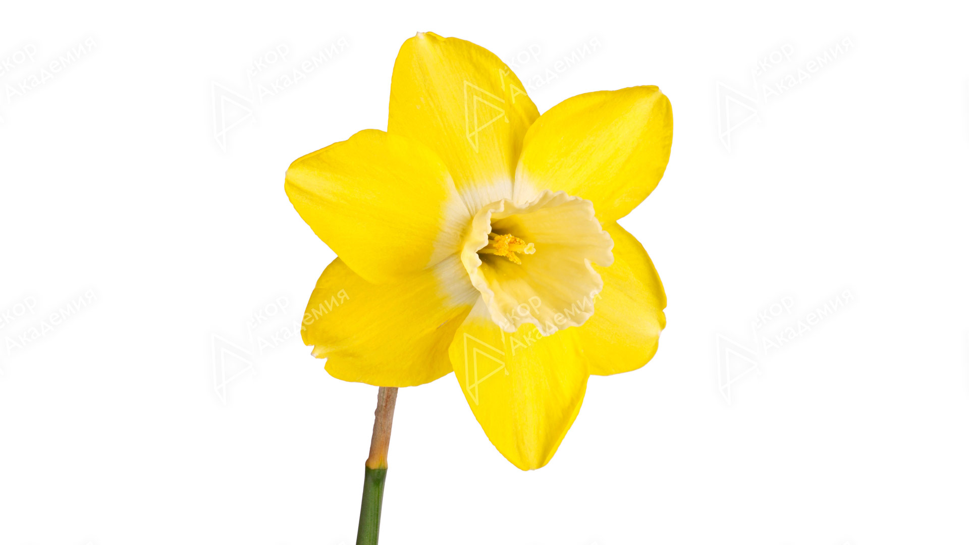 Нарцисс (Narcissus cultivars)