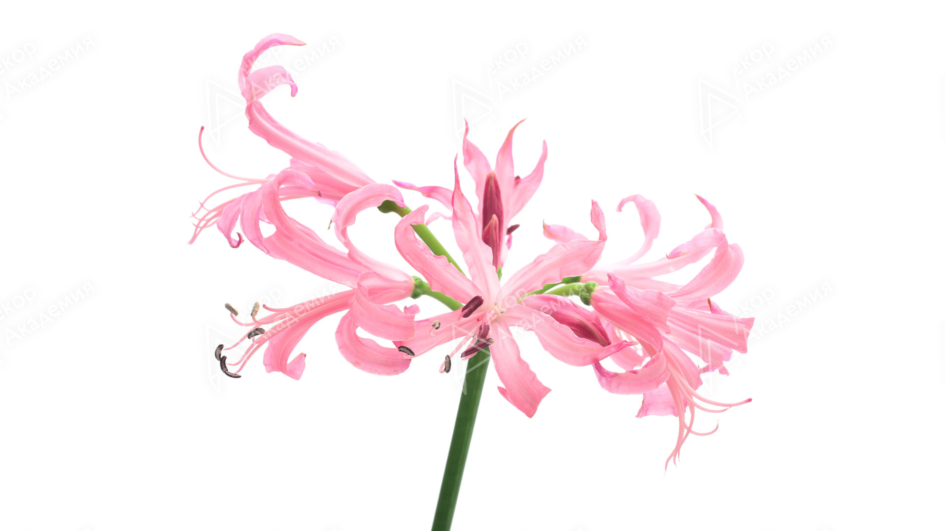 Нерине (Nerine Bowdenii Grp.)