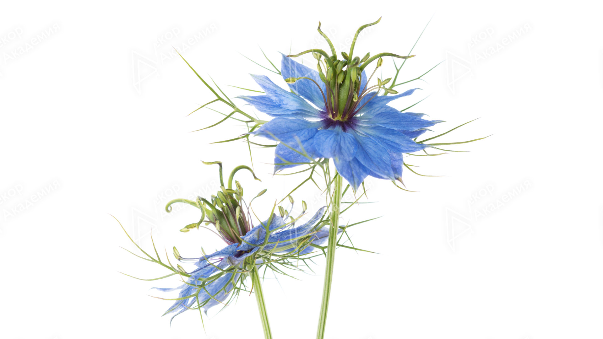 Нигелла (Nigella damascena)