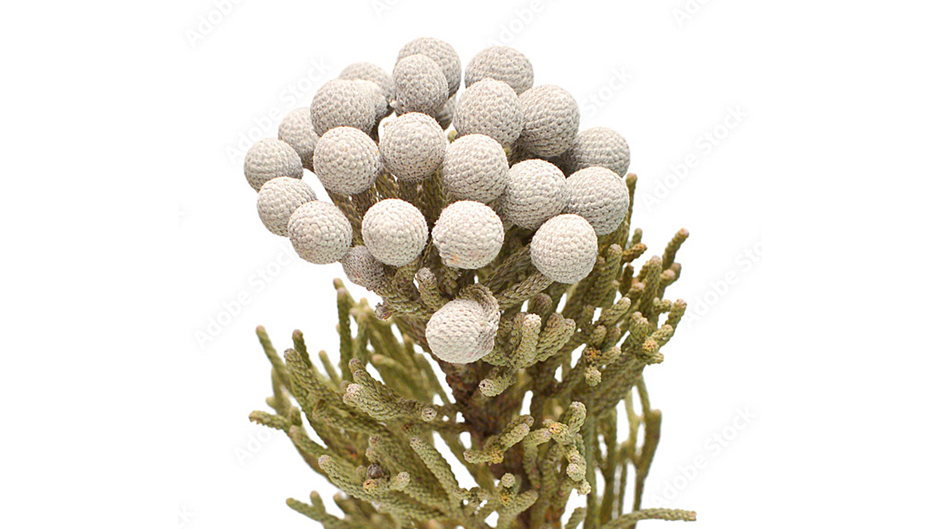 Бруния белоцветковая (Brunia albiflora)