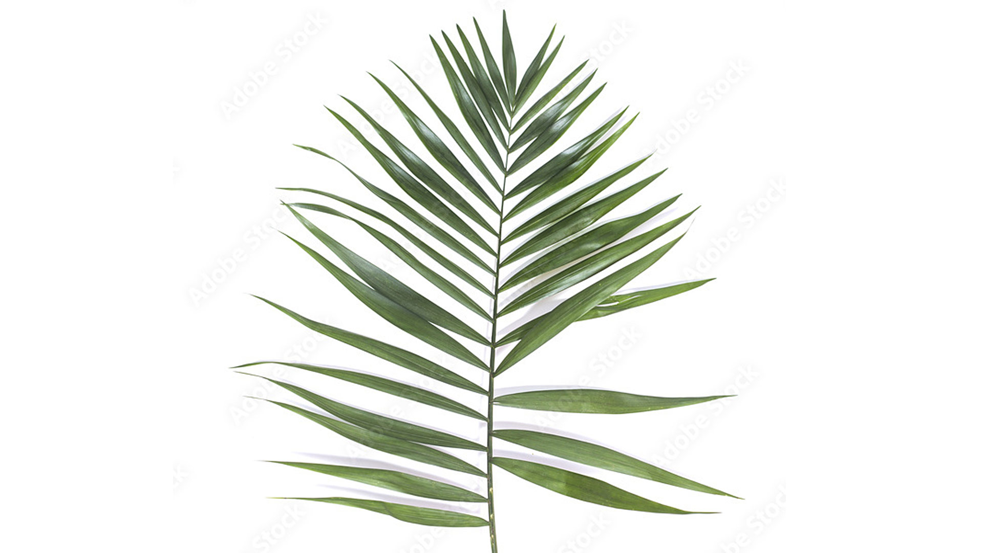 Хамедорея изящная, пальма чико (Chamaedorea elegans)