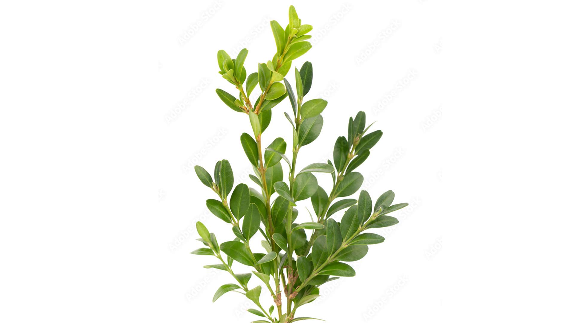 Буксус вечнозеленый, самшит (Buxus sempervirens)