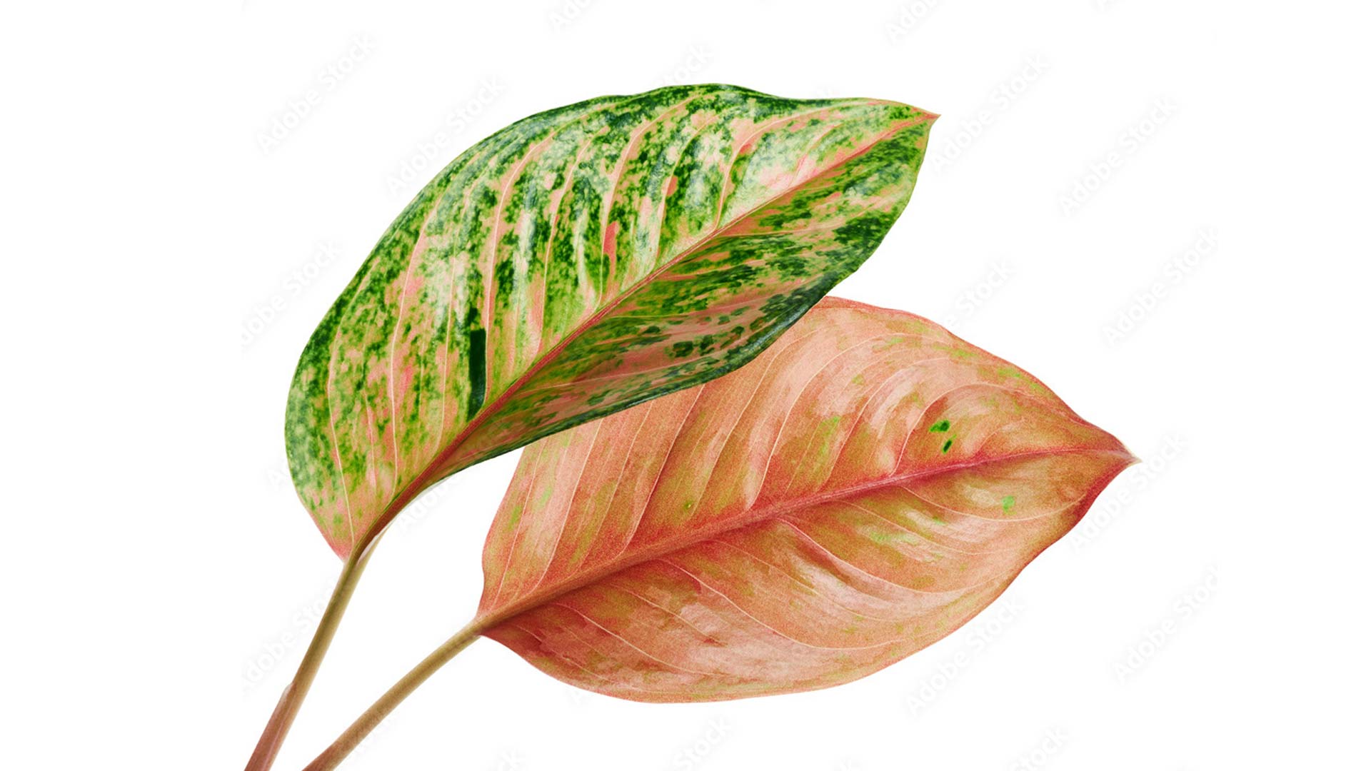 Аглаонема (Aglaonema cultivars)
