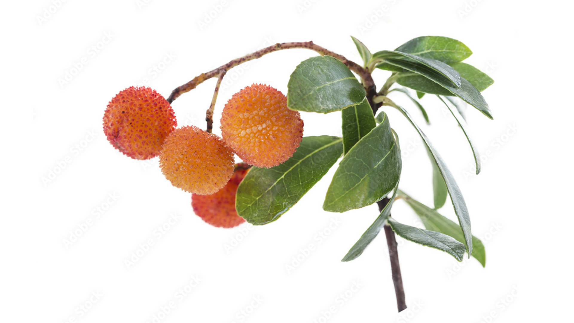 Арбутус (Arbutus unedo)