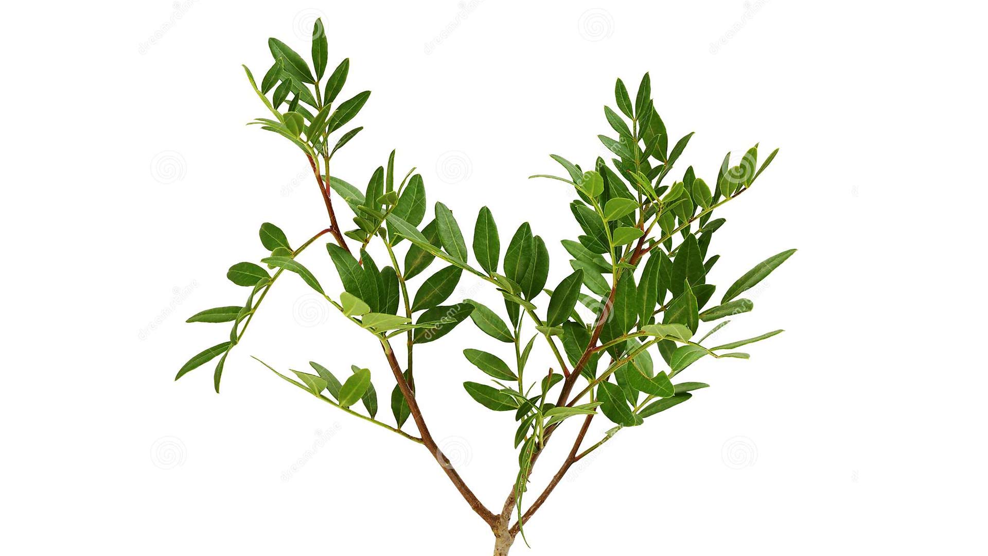 Фисташка мастичная, мастиковое дерево (Pistacia lentiscus)