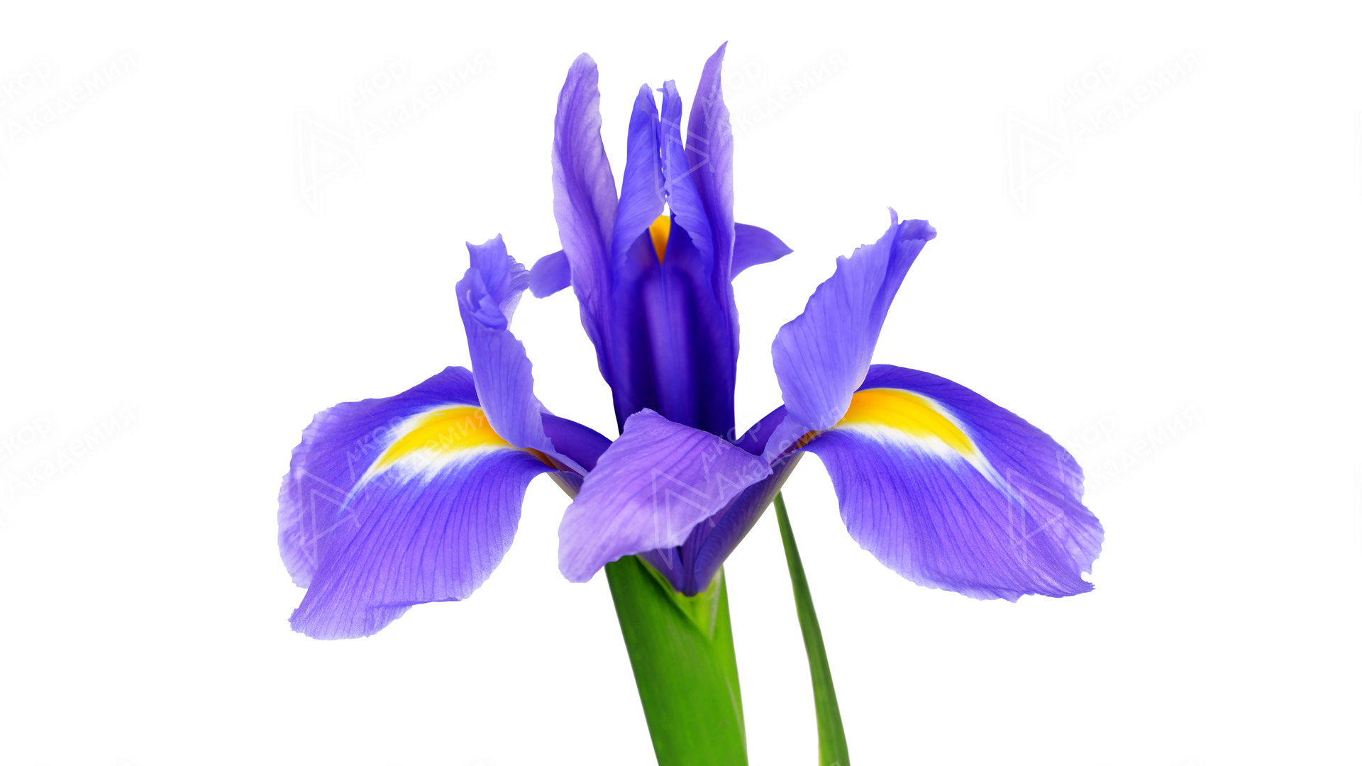 Ирис (Hollandse Iris Grp.)