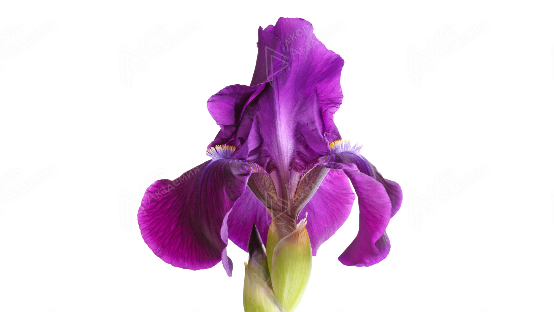 Ирис (Iris hybrida hort.)