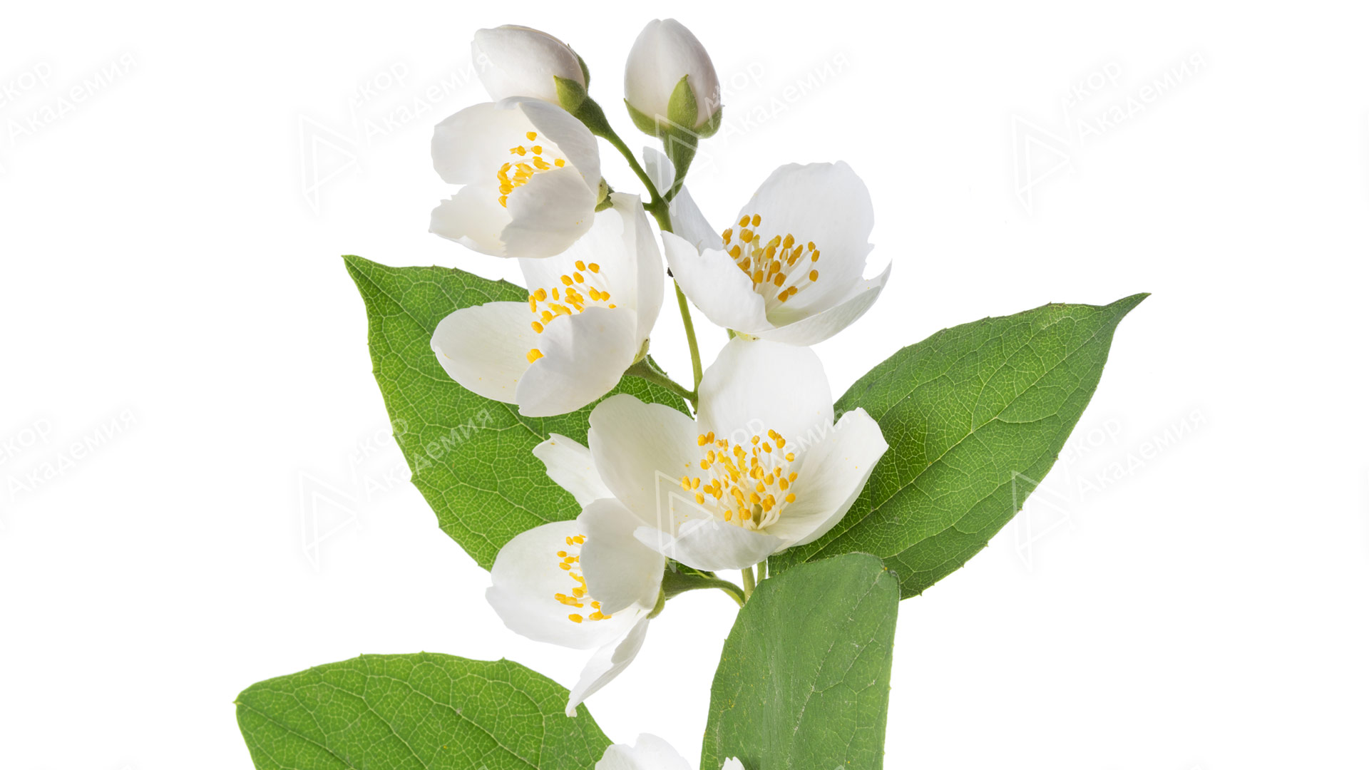 Жасмин полиантум (Jasminum polyanthum)