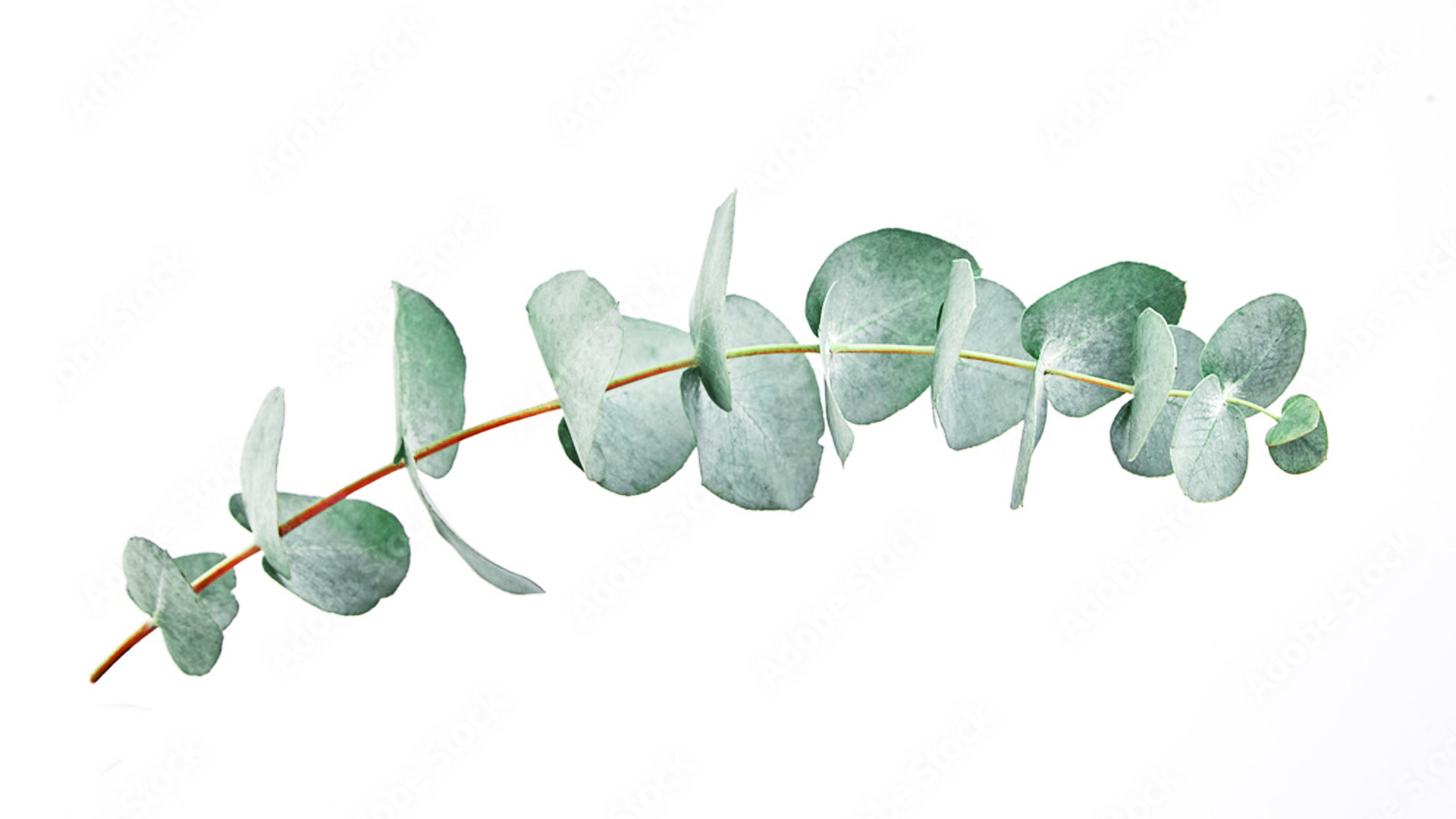 Эвкалипт пепельный (Eucalyptus cinerea)