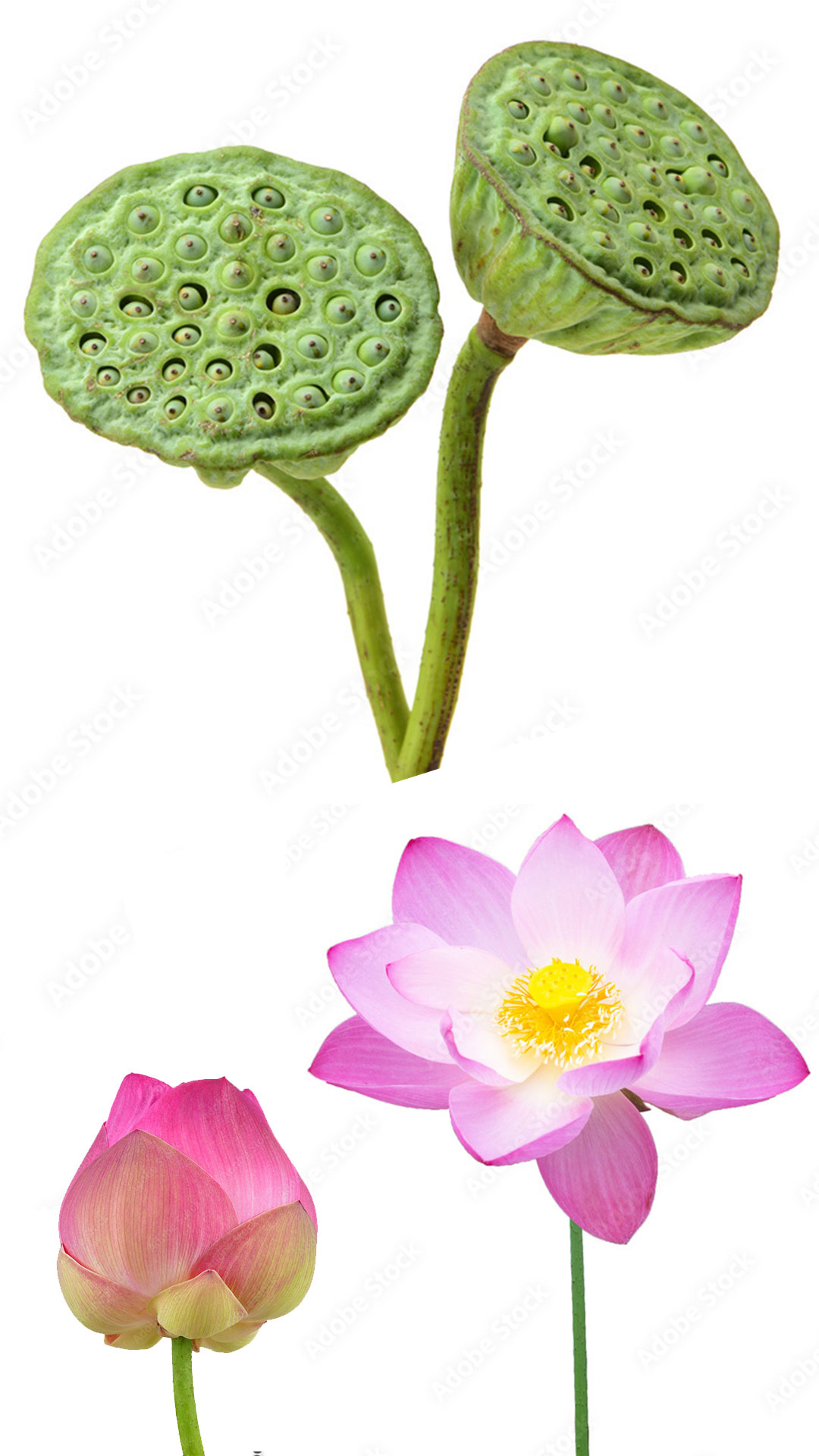 Лотос орехоносный Nelumbo nucifera