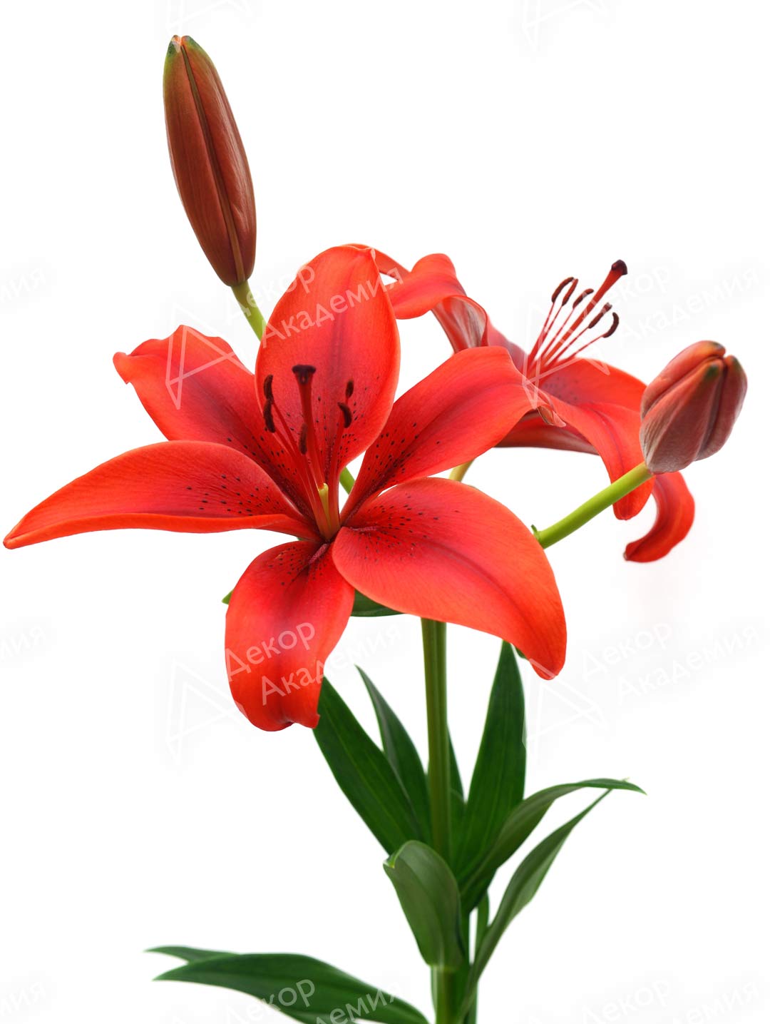 Лилия (Lilium Asiatic Grp.) — Декор Академия