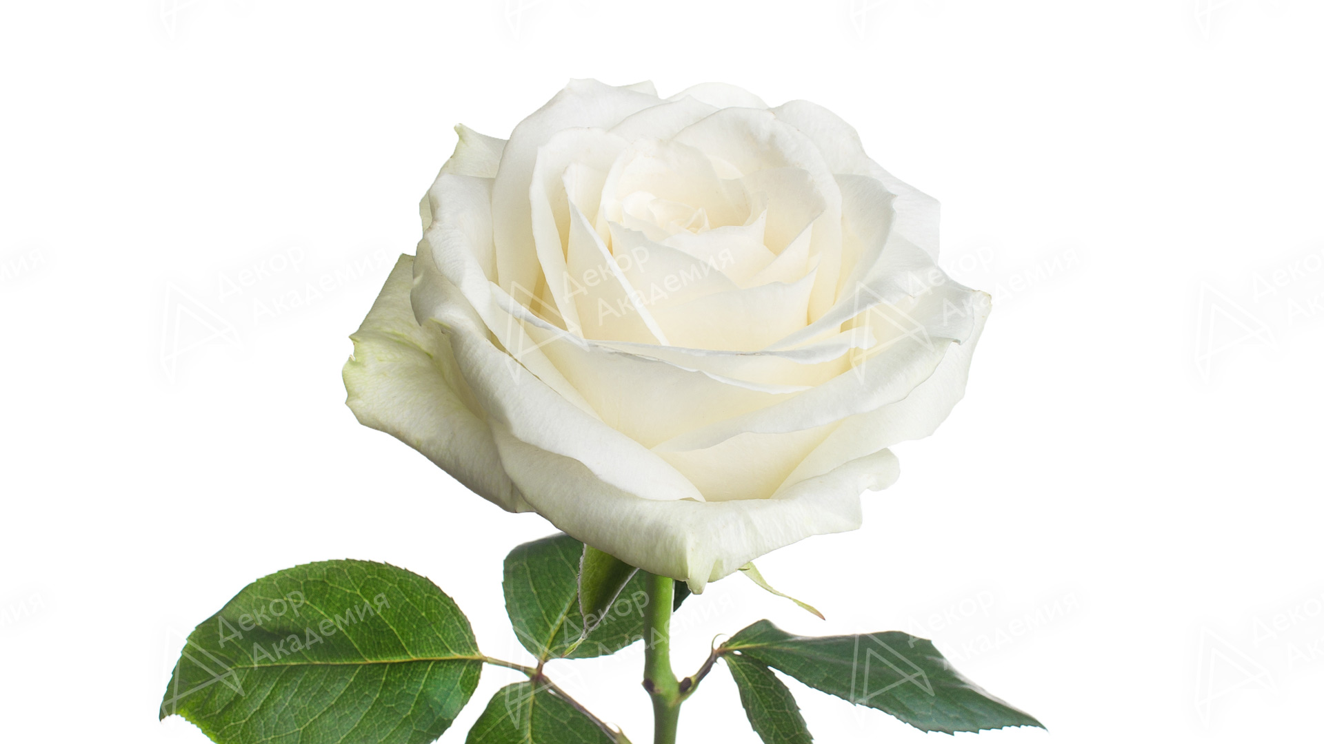 Роза одноголовая (Rosa x hybrida)